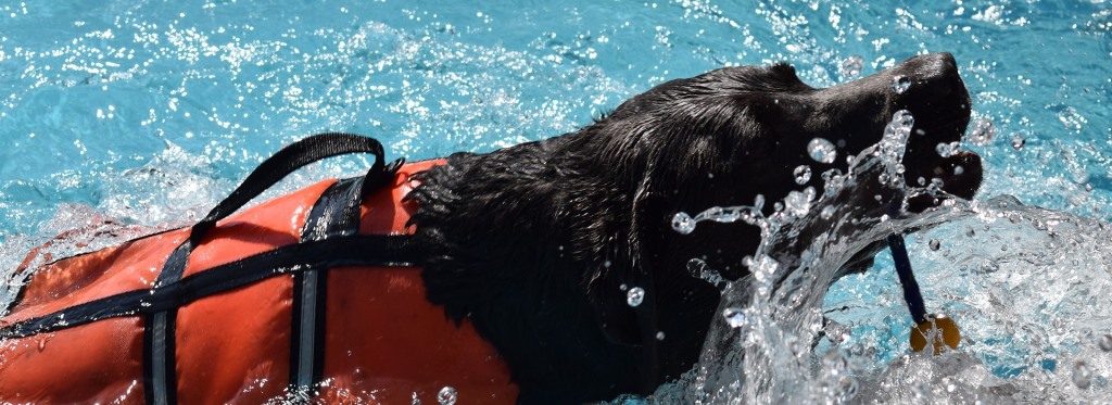 Hund schwimmt